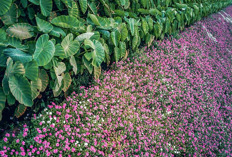 Periwinkle flowers are easy to grow and can survive drought.