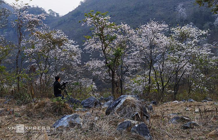 The flowers only bloom once a year, from mid-February to March. The blooming season inspires many photographers.