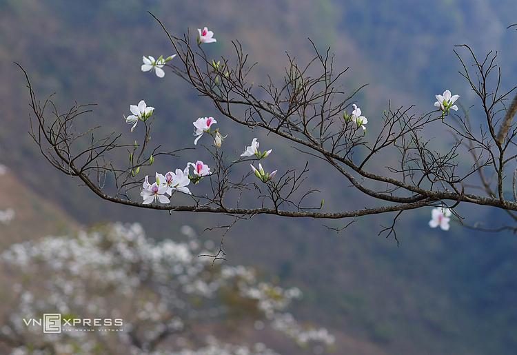 In the mind of local people, these flowers are linked with fairy tales about the faithful love between a couple. Legend has it that in the Northwest region there is a girl named Ban. She is beautiful and has a good voice, making many boys fall in love. But Ban had a crush on Khum, a boy who was good at hunting and farming.Bans father decided to marry her to the son of a rich man. Listening to his father discussing the wedding, Ban left home to find her lover, but at the moment Khum was going away. She then tied a towel on the stairs of Khums house and then climbed the pass to find him.Finally, Ban died of exhaustion where she turned into a white flowering tree. People call this tree Ban (Bauhinia flowers)  and consider it a symbol of faithful love. As for Khum, when he came home, he didnt find Band and was exhausted and died, turned into a lonely bird.