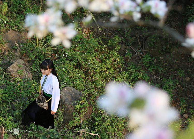 Bauhinia flowers  have come into life and become an indispensable part of Thai ethnic minority people in the northern mountainous region, helping the community to stick together.