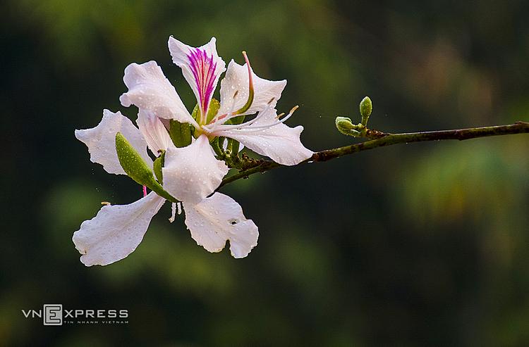 Bauhinia flowers do not have a strong flavor but each flower has 4-5 petals.