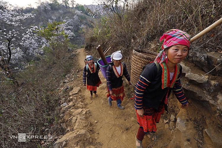 HMong women walk on narrow and dangerous mountainous roads surrounded by Bauhinia flowers to go to their fields. Dien Bien Province, around 500 kilometers to the west of Hanoi, is still a lesser-known destination on Vietnam’s tourism map.Dien Bien is home to the Dien Bien Phu battle which raged for 56 days before Vietnams victory that would spell the end of Frances colonial rule in Indochina and pave the way for Vietnams independence.