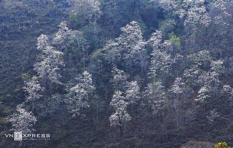 The flowers are hidden in fog of the last days of winter in the northwest mountainous province. The districts such as Dien Bien Dong, Muong Cha, Tuan Giao, Tua Chua are where to admire blooming Bauhinia flowers.