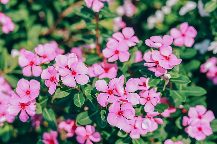 Residents often sow periwinkle in lunar November and harvest in April next year. The harvesting of plants, leaves and roots for processing of herbal medicines takes place before the rainy season around the end of April to the end of October each year.