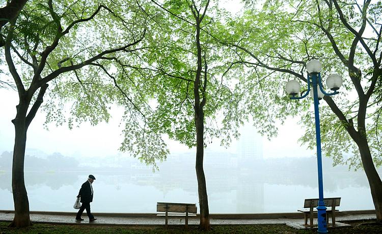 In Hanoi, there are more than 1,400 white sua trees, grown mainly on Phan Dinh Phung, Hoang Hoa Tham, Giang Vo or Thanh Nien streets. The flowers are associated with the transcenden seasons from winter to summer. This year, due to unusual weather, white sua flowers bloom from February, earlier than previous year.