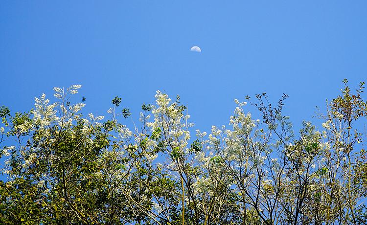 For Hanoians, white sua flowers have become an endless symbol of the capital and the blooming heralds the coming of the summer.              Due to their short lifespan, their beauty provides plenty of inspiration for local photographers.