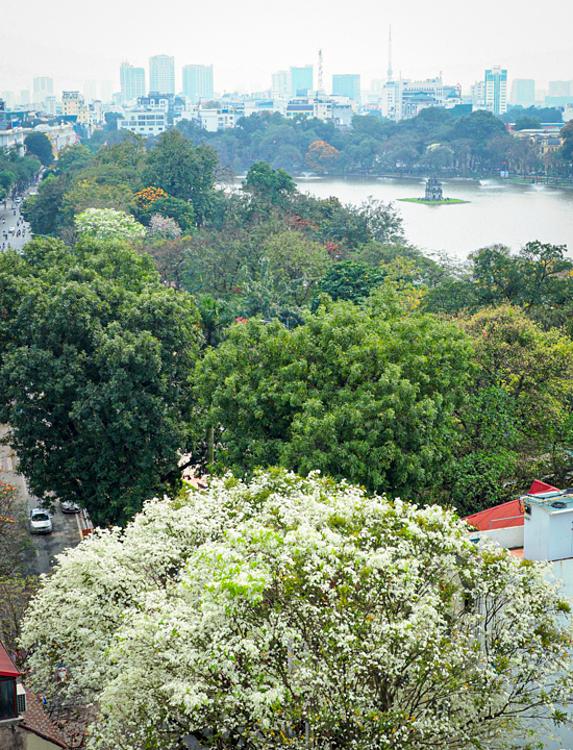 White sua trees stand out by the iconic Hoan kiem (Sword) Lake. However, they are threatened by habitat loss and overexploitation for timber.