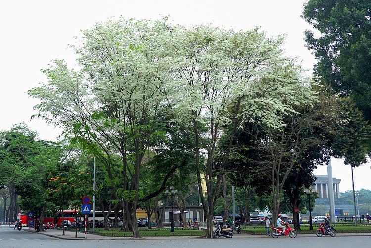 White sua trees stand quietly at a street corner in front of the Ministry of Foreign Affairs headquarters, at the beginning of Ton That Dam Street in Ba Dinh district near the Ho Chi Minh Mausoleum. Hanoi is always beautiful at any time of the year, but I prefer the transcedent season when the white sua trees shed their leaves and started blooming white, said photographer Giang Trinh, a Hanoian.