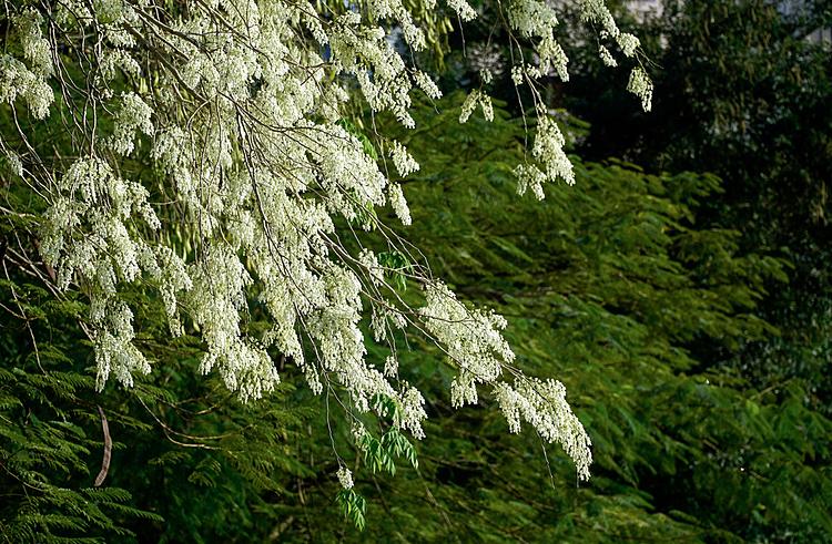 White sua flowers grow in clusters, each with 7-9 mm in, offering a light fragrance for passers-by. Each year, the flowers only blooms once, lasting about a week.For poetics and musicians, sua flowers honor the eternal love of the couple and a sourc of inspiration for their works.