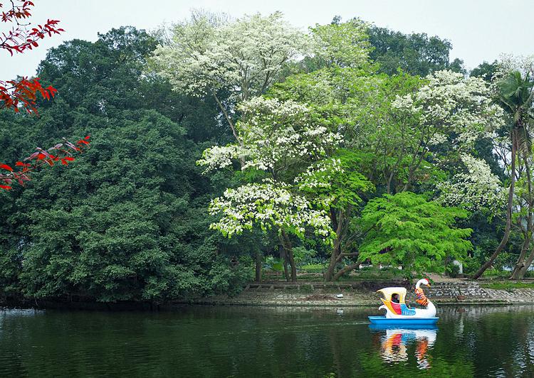 Sua flowers add the colors for the Bay Mau freshwater lake area in Thong Nhat Park in Hai Ba Trung District.