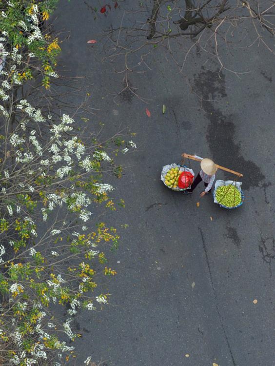 A local fruit vendor walks under the shades of the white sua trees at Cau Go-Hang Dau crossroad in Hoan Kiem District.