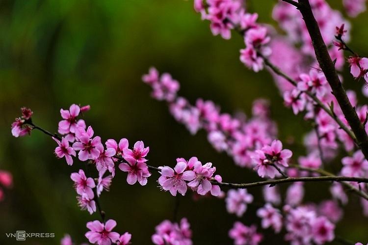 Forest peach casts northern Vietnam mountain in pink